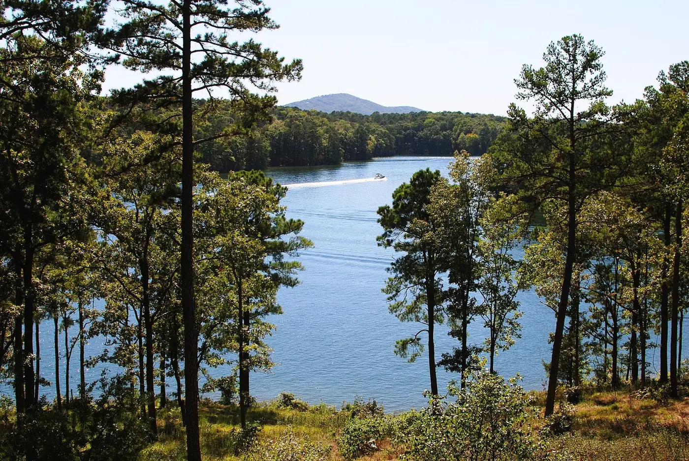 Tall pines on a slope above blue water on Lake Hamilton, with a low mountain in the distance