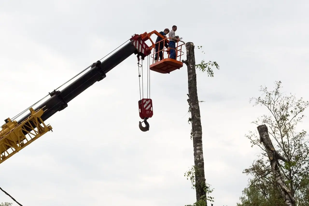 A crane boom holding a work basket beside a tall, limbed-up tree trunk
