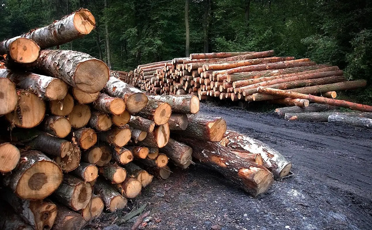 Cut logs stacked in piles beside a muddy forest road