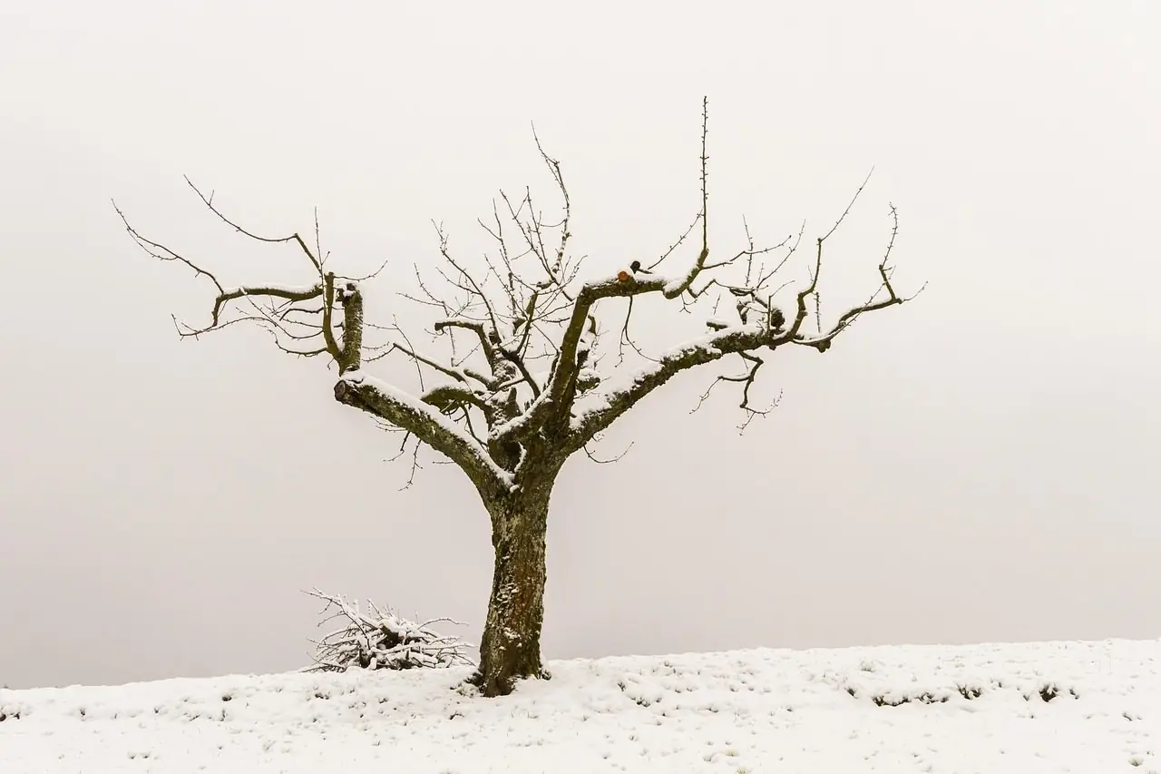 A bare tree in a snowy field with its branches cut back to short stubs