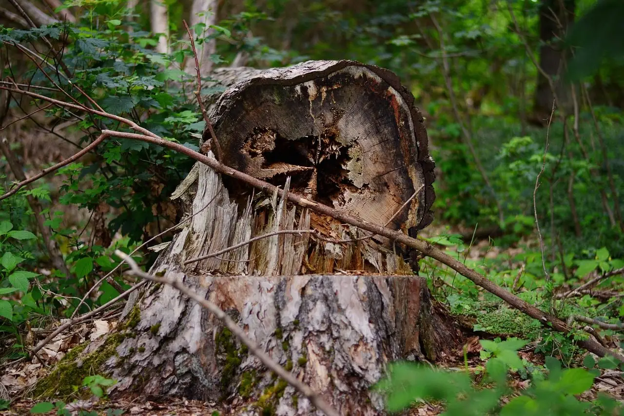 A tree trunk broken off low, leaving a splintered, hollow stump among green undergrowth