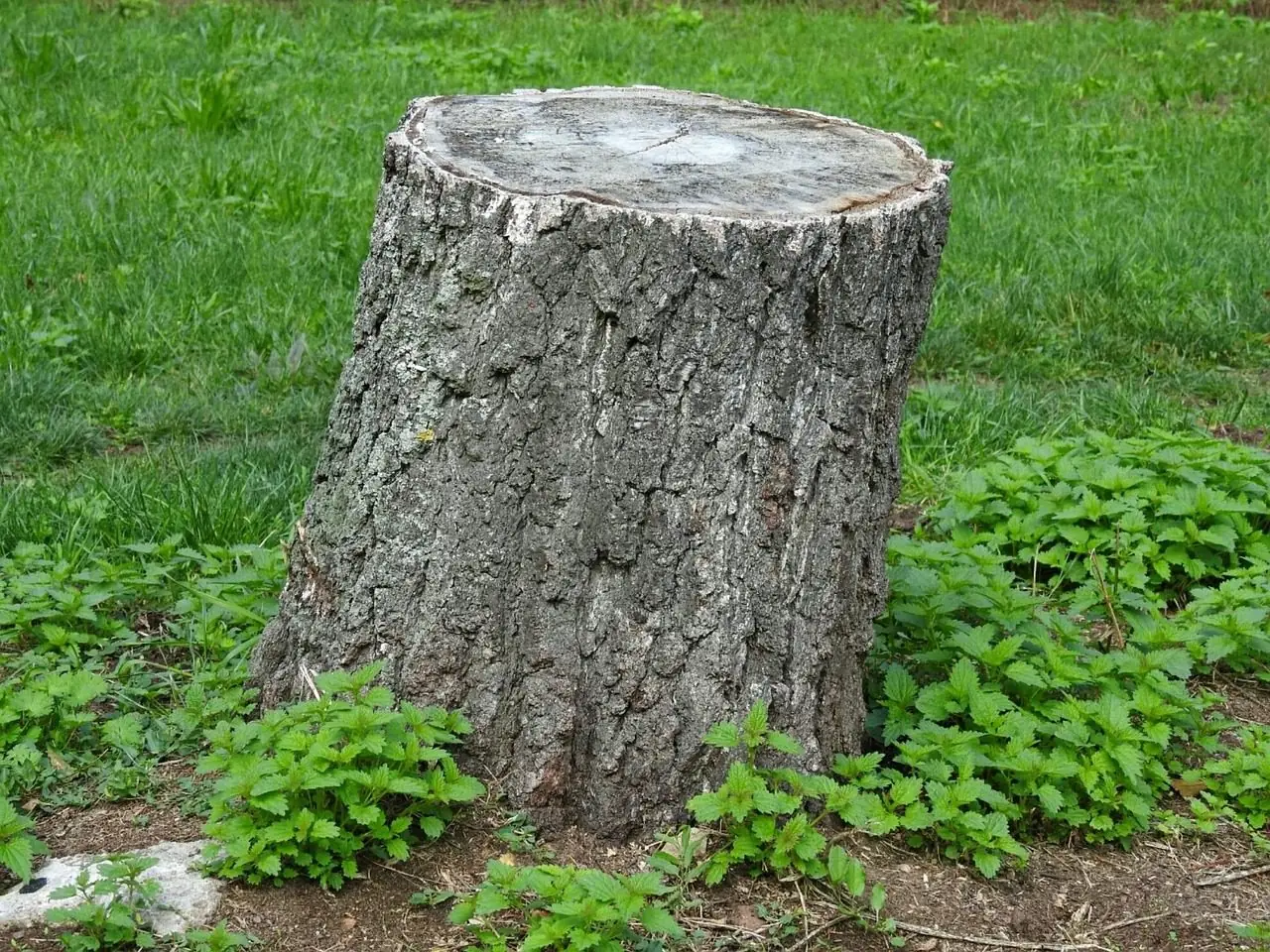 A waist-high sawn-off tree stump standing in green grass and weeds