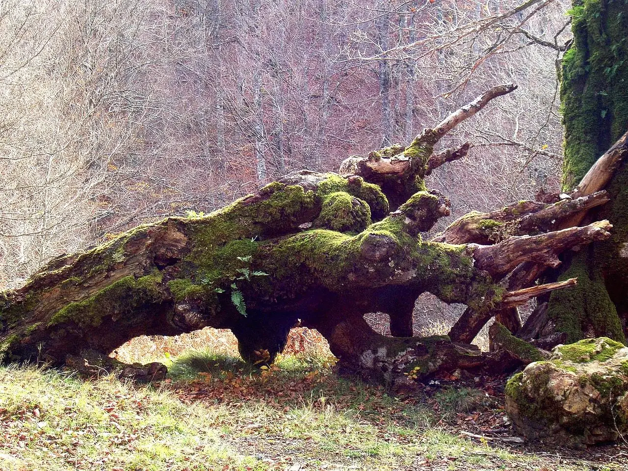 A large fallen tree lying on its side with its moss-covered root plate pulled out of the ground
